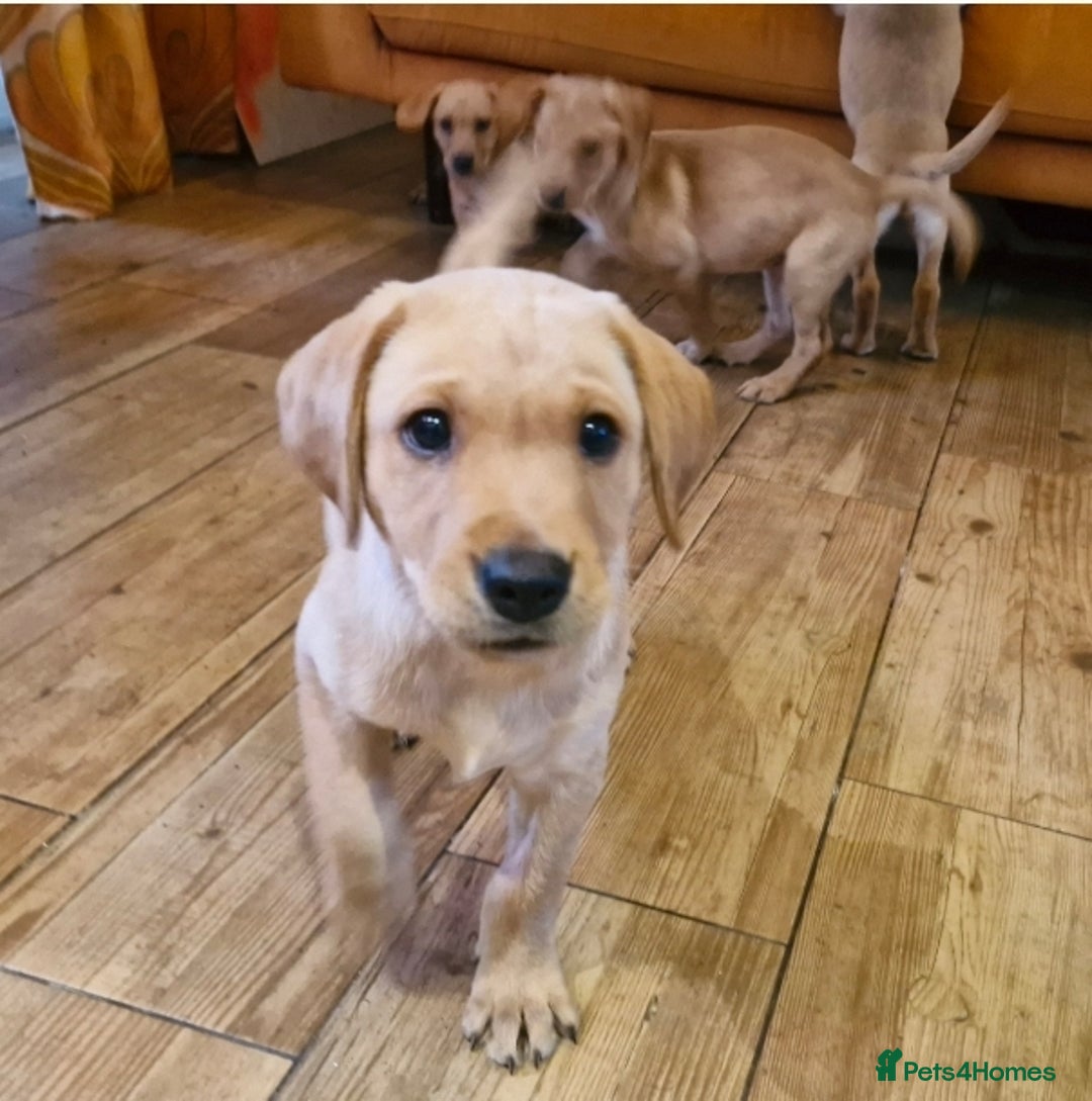 Labrador Retriever dogs for sale: KC reg Lab Retriever girls ready now - Image 7