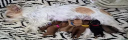 Mixed Breed dogs for sale: For Sale – Yorkie/Pom Puppies - £850.00 - Advert 34