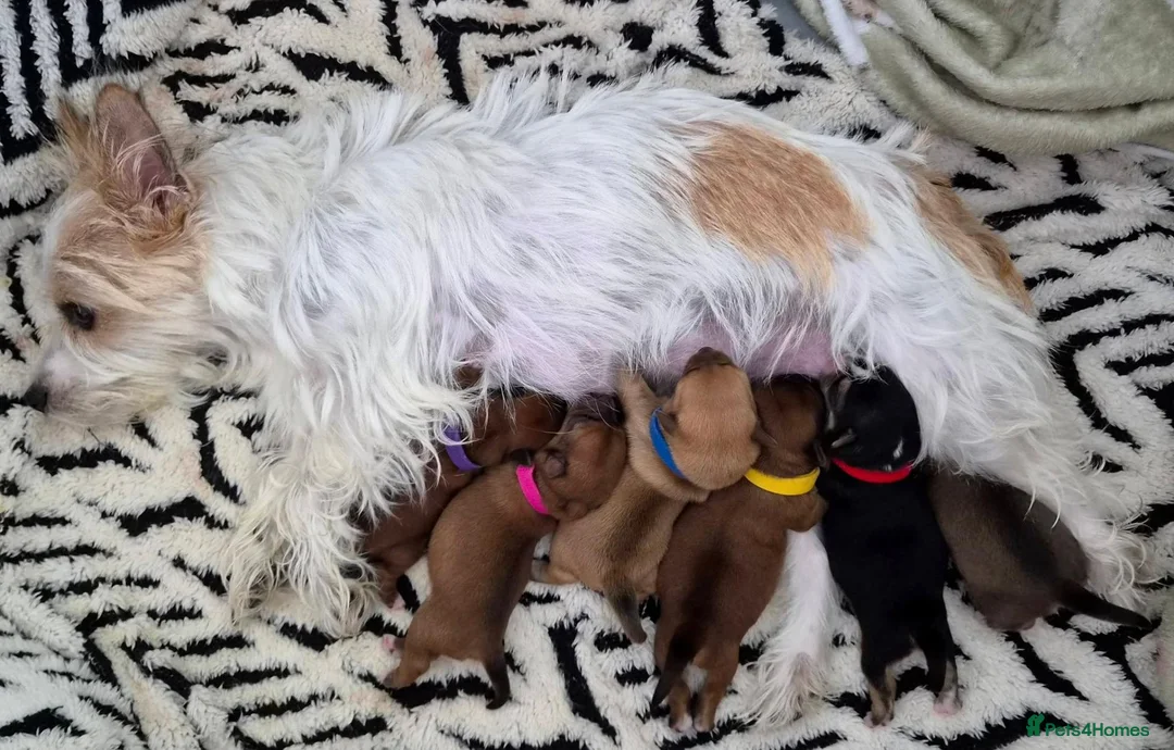 Mixed Breed dogs for sale: For Sale – Yorkie/Pom Puppies - £850.00 - Advert 34