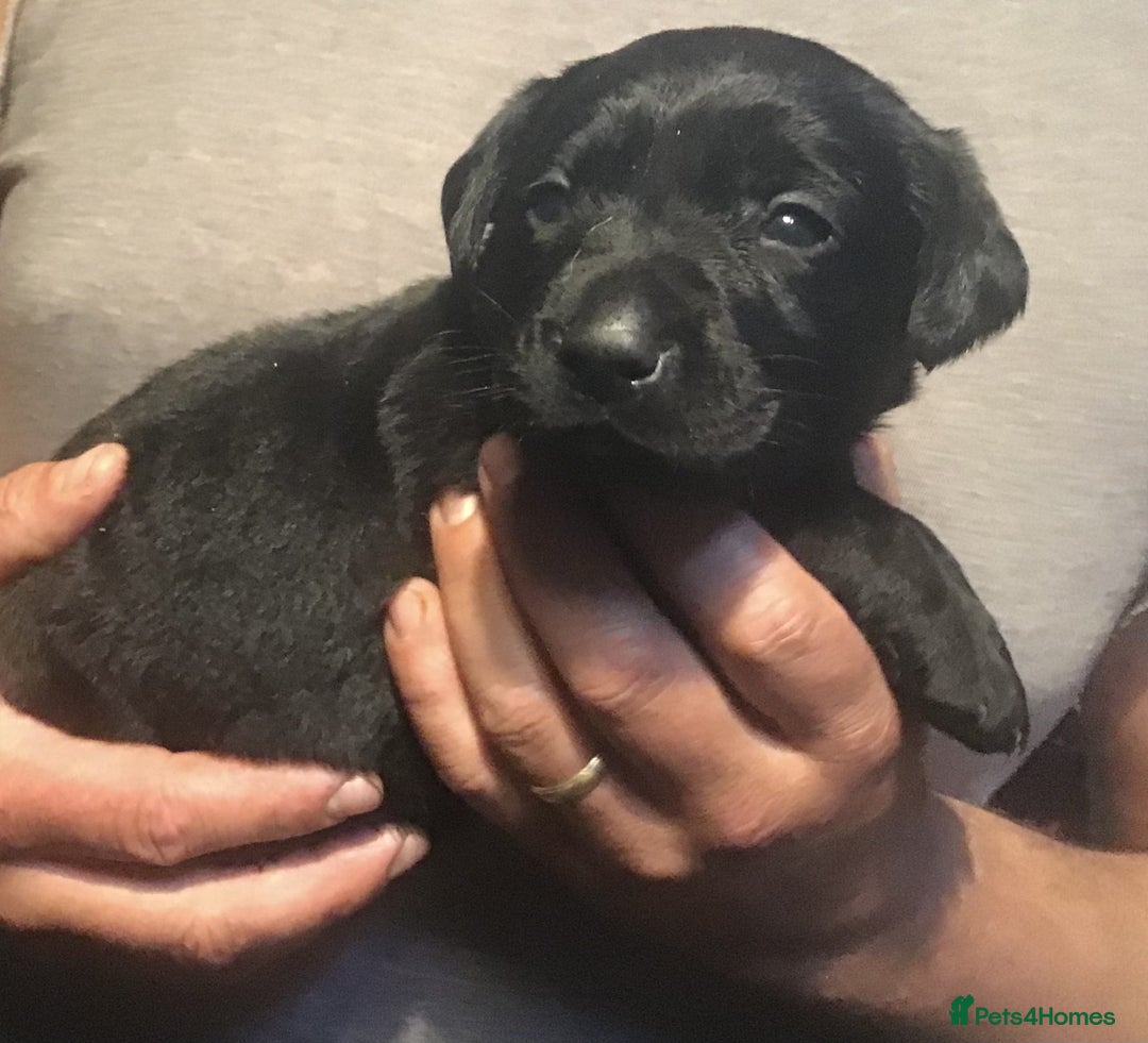 Labrador Retriever dogs for sale: Beautiful KC Reg Lab pups  - Image 14