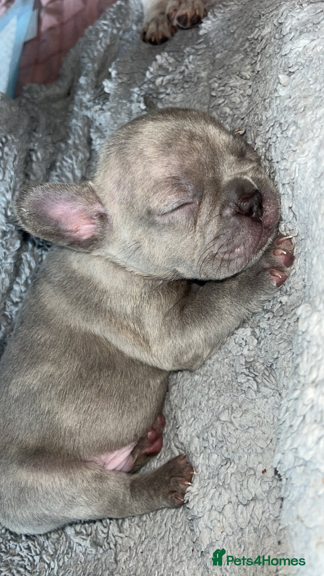 French Bulldog dogs for sale: Tri-colour Blue Merle Frenchie pups - Image 12