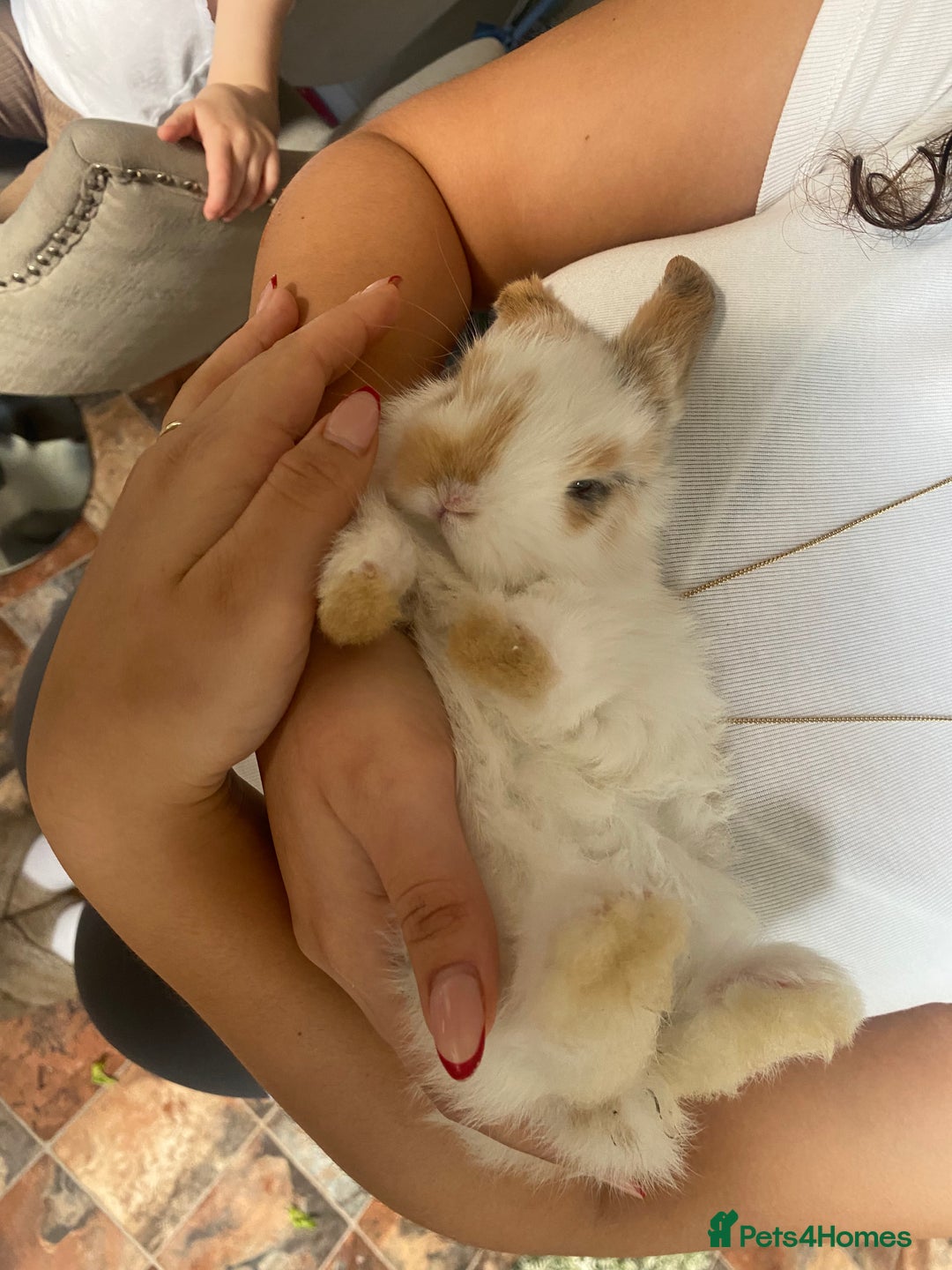 Mini Lop rabbits for sale: Gorgeous mini lop baby rabbits  - Advert 1