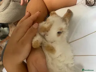 Mini Lop rabbits Gorgeous mini lop baby rabbits - Advert 13