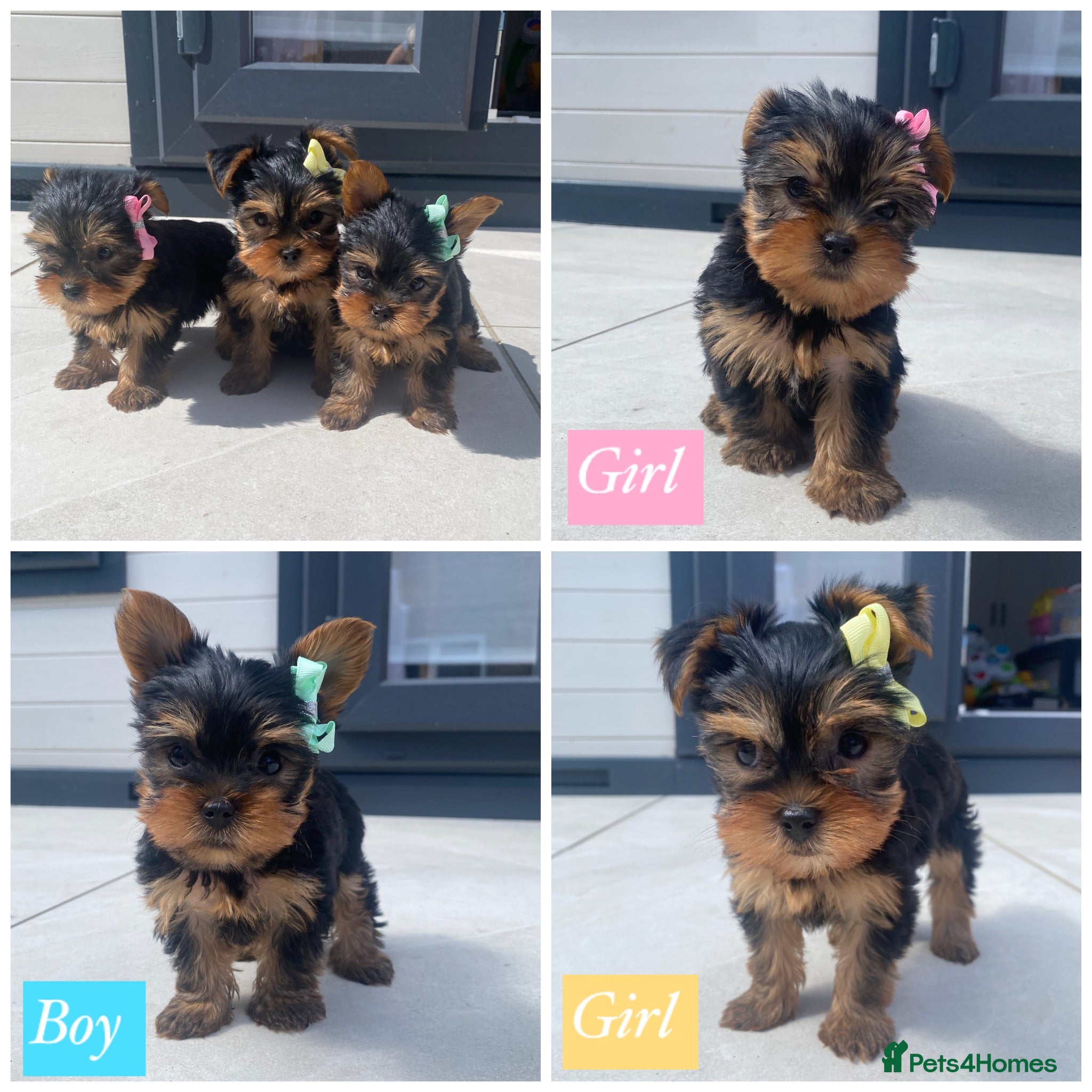 Yorkshire Terrier dogs 3 Beautiful Pure Breed Yorkshire Terrier puppies  - Advert 1