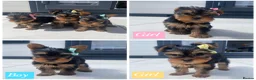 Yorkshire Terrier dogs for sale: 3 Beautiful Pure Breed Yorkshire Terrier puppies  - Advert 1
