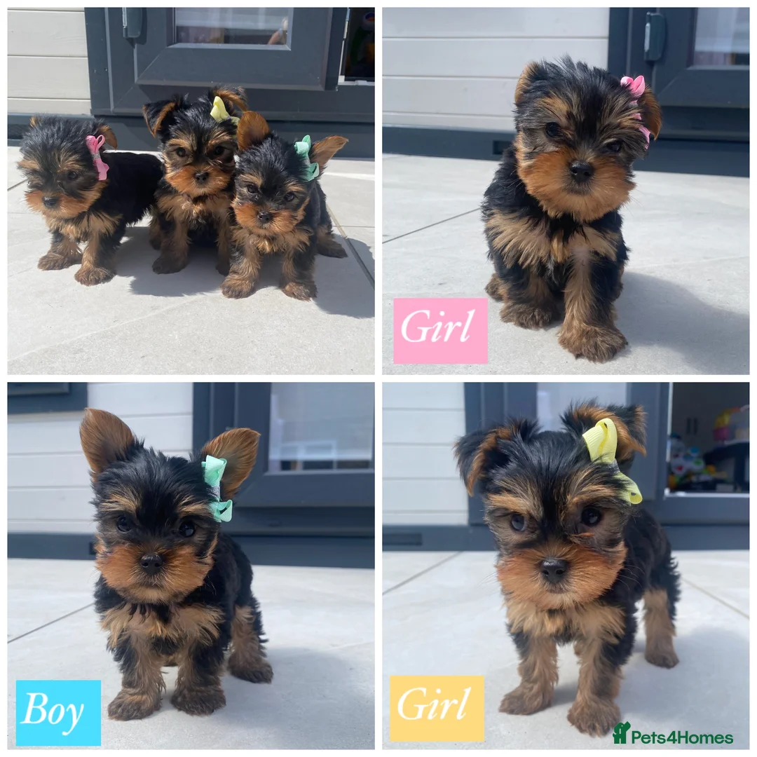 Yorkshire Terrier dogs for sale: 3 Beautiful Pure Breed Yorkshire Terrier puppies  - Advert 1
