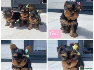 Yorkshire Terrier dogs 3 Beautiful Pure Breed Yorkshire Terrier puppies - Advert 8