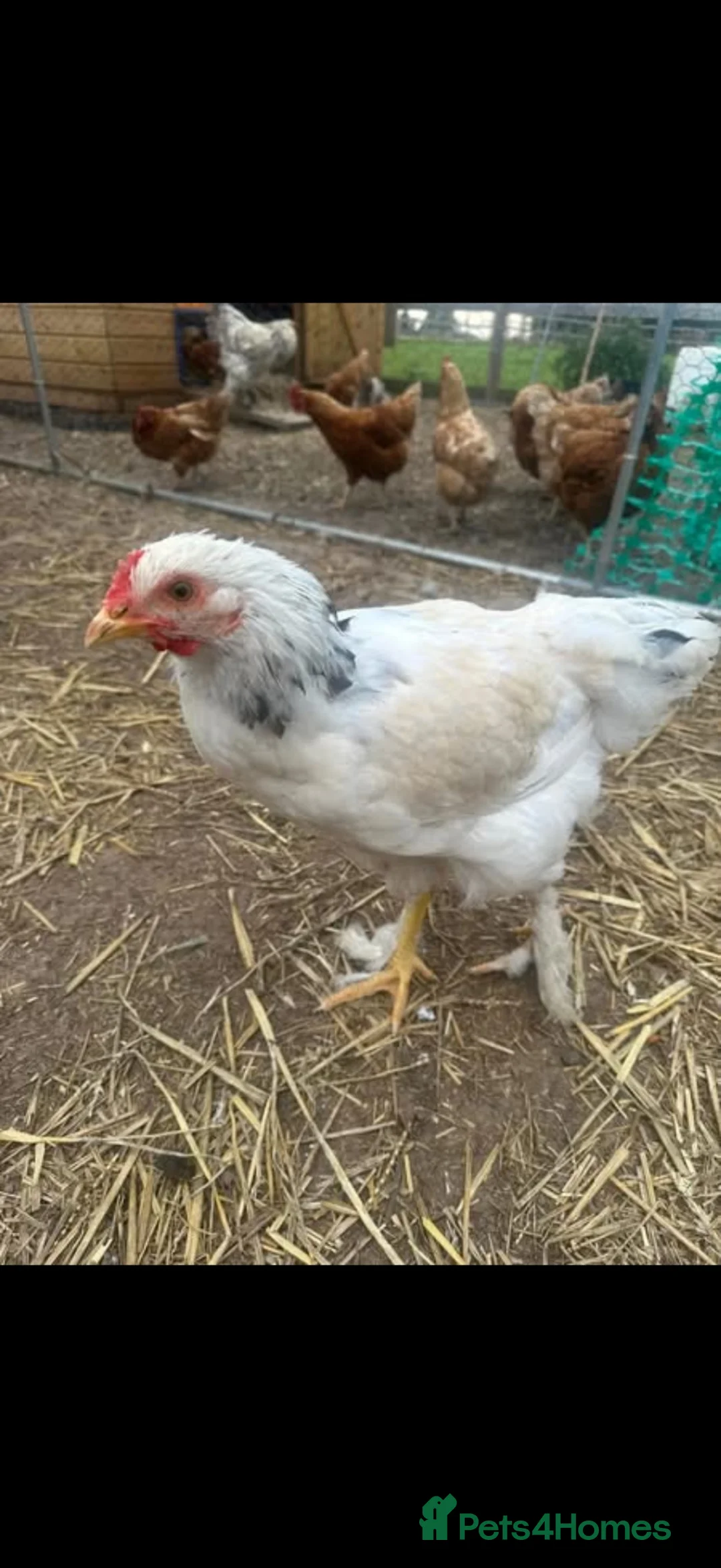 Chickens poultry for sale: Cockerel for new home - Advert 2
