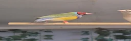 Finches birds for sale: gouldian finch - Advert 1