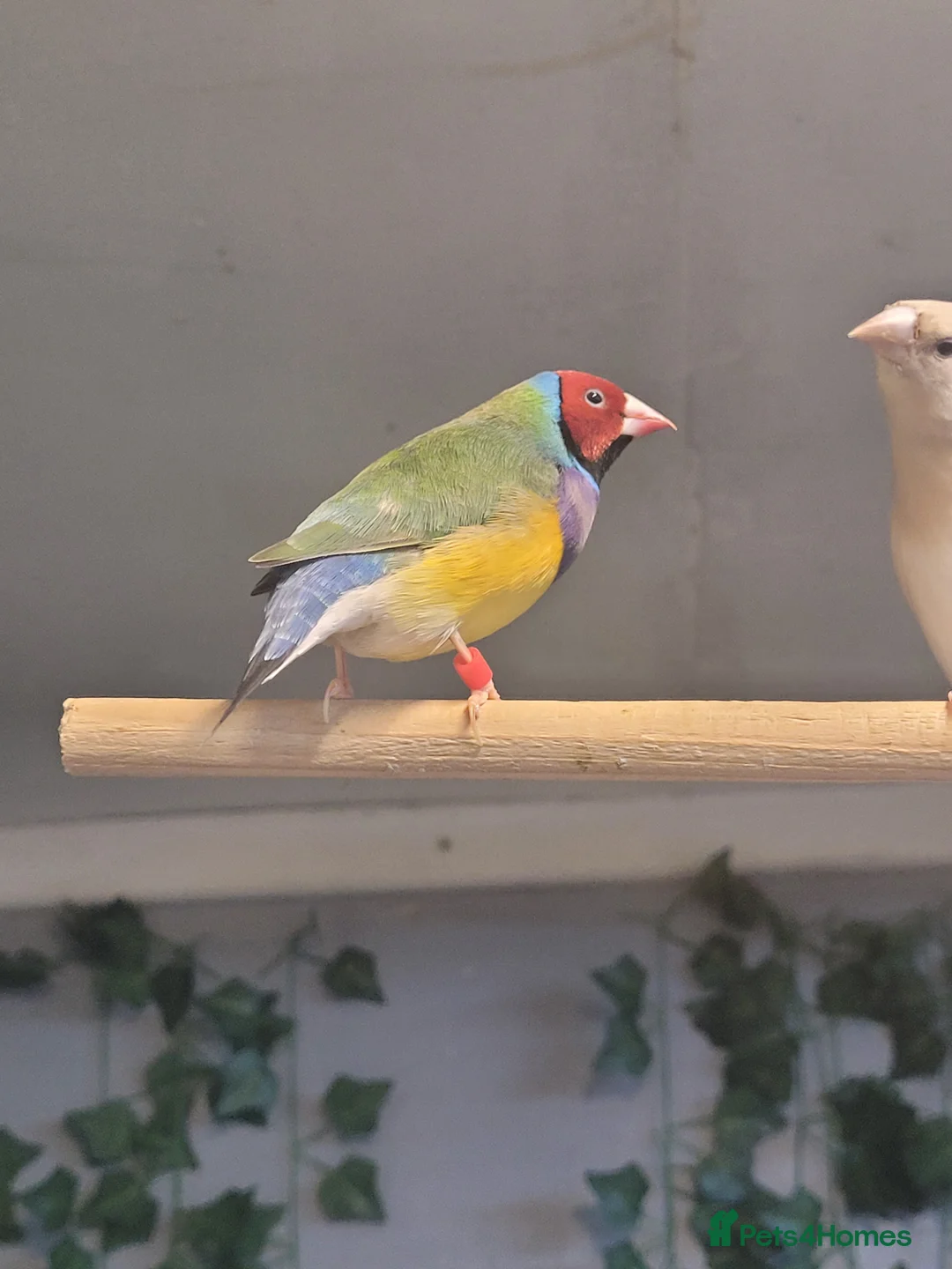 Finches birds for sale: gouldian finch - Advert 1