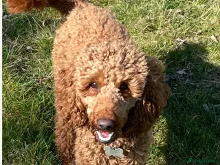 Miniature Poodle dogs Red miniature poodle kc registered stud - Advert 7
