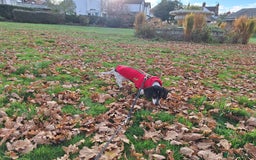 Miniature Dachshund dogs for sale: Miniature Dachsund  - Advert 21