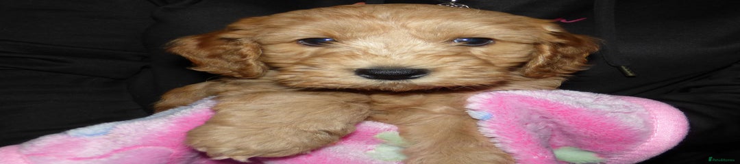 Cockapoo Puppy 4