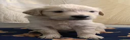 Golden Retriever dogs for sale: Beautiful Golden Retriever Puppies - Advert 13