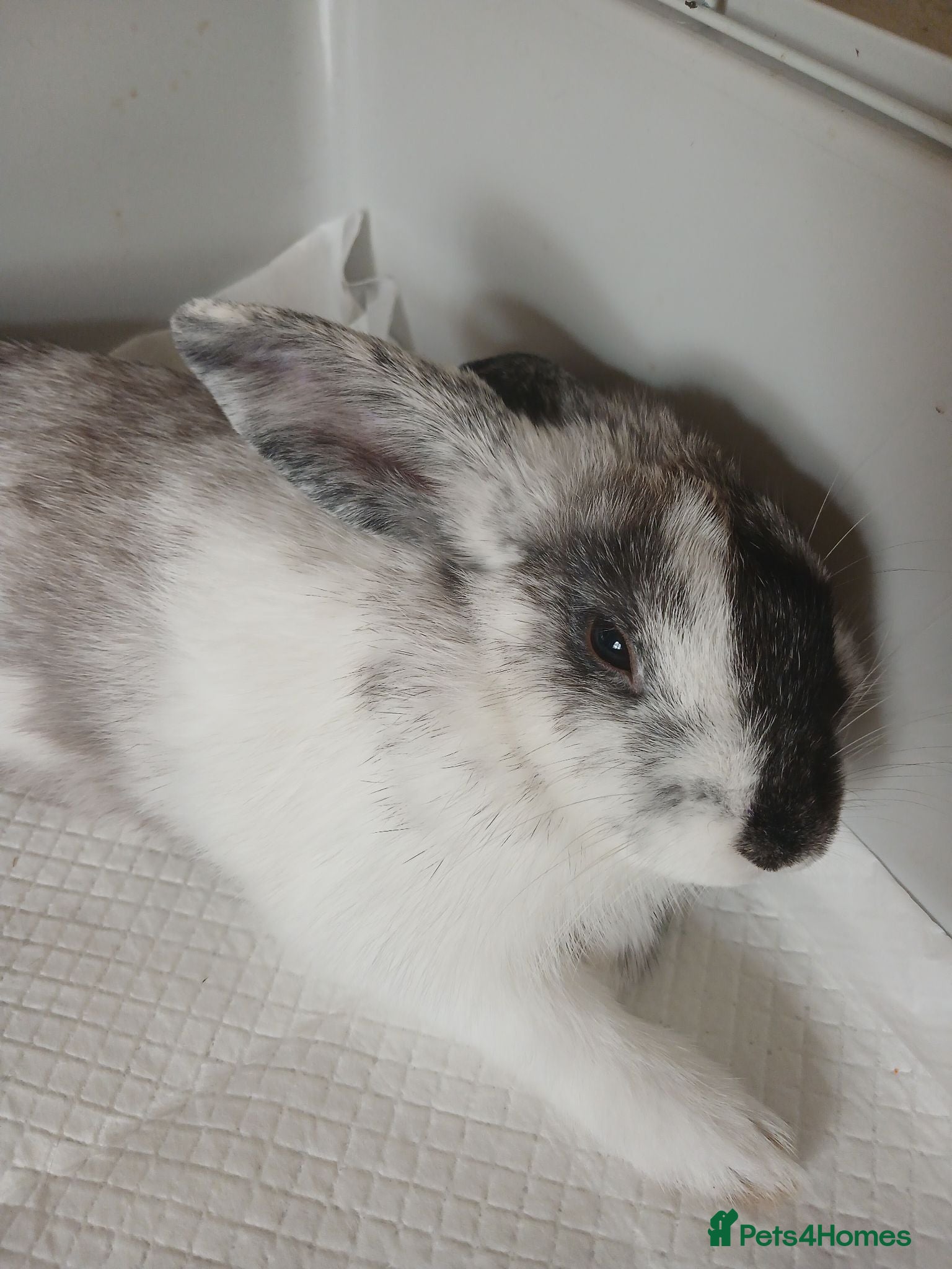 Lionhead rabbits Lionhead x lop - Advert 4