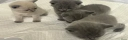 British Shorthair cats for sale: BSH kittens  - Advert 5