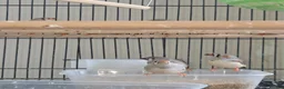 Finches birds for sale: This year young mixed Zebra finches - Advert 1