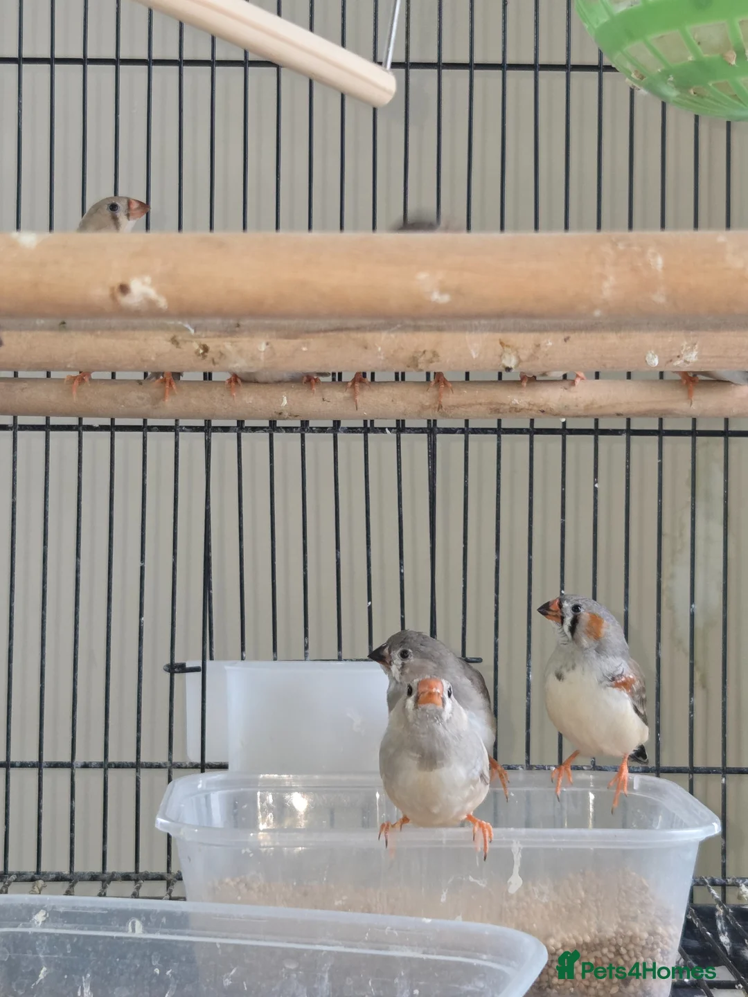 Finches birds for sale: This year young mixed Zebra finches - Advert 1