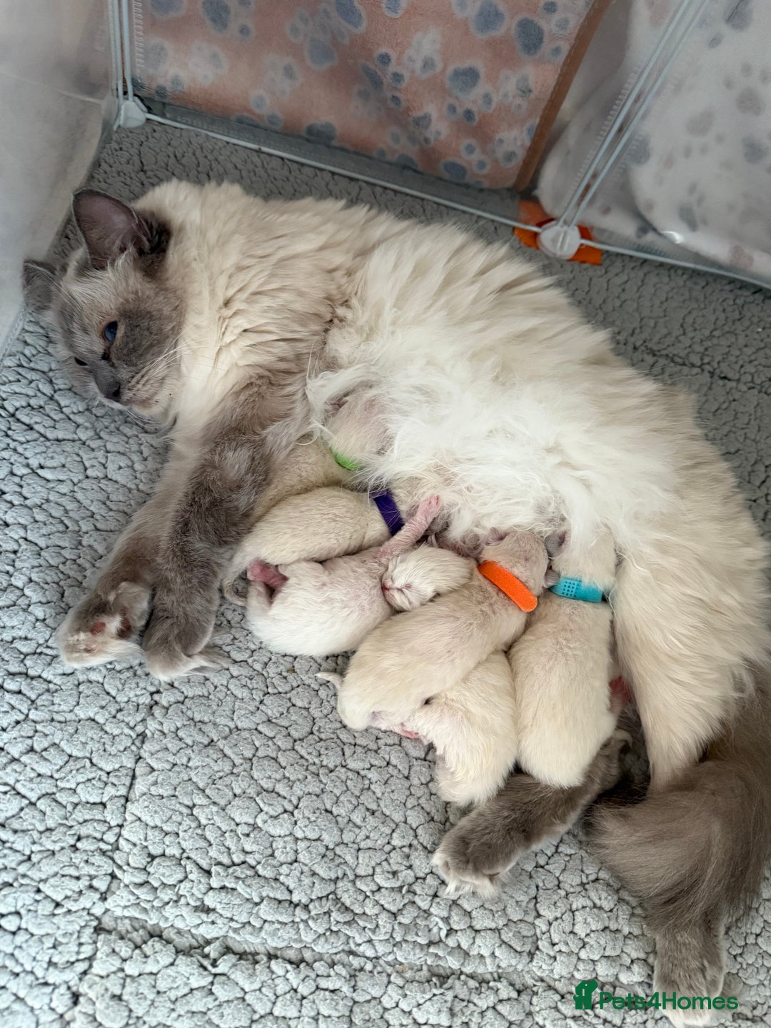 Ragdoll cats for stud: Handsome Genetically Tested Flame-Point for Stud - Advert 5