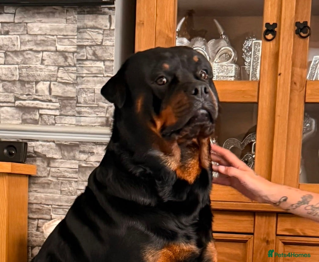 Rottweiler dogs Handsome male Rottweiler 3 years old  - Advert 1