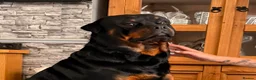 Rottweiler dogs for stud: Handsome male Rottweiler 3 years old  - Advert 1