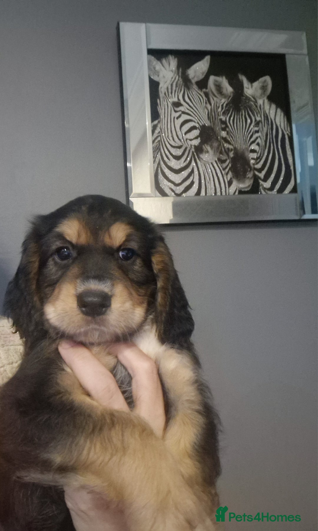 Cocker Spaniel dogs for sale: Last boy left !! working cocker spaniels - Advert 13