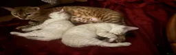 Bengal cats for sale: Bengal kittens  - Advert 13