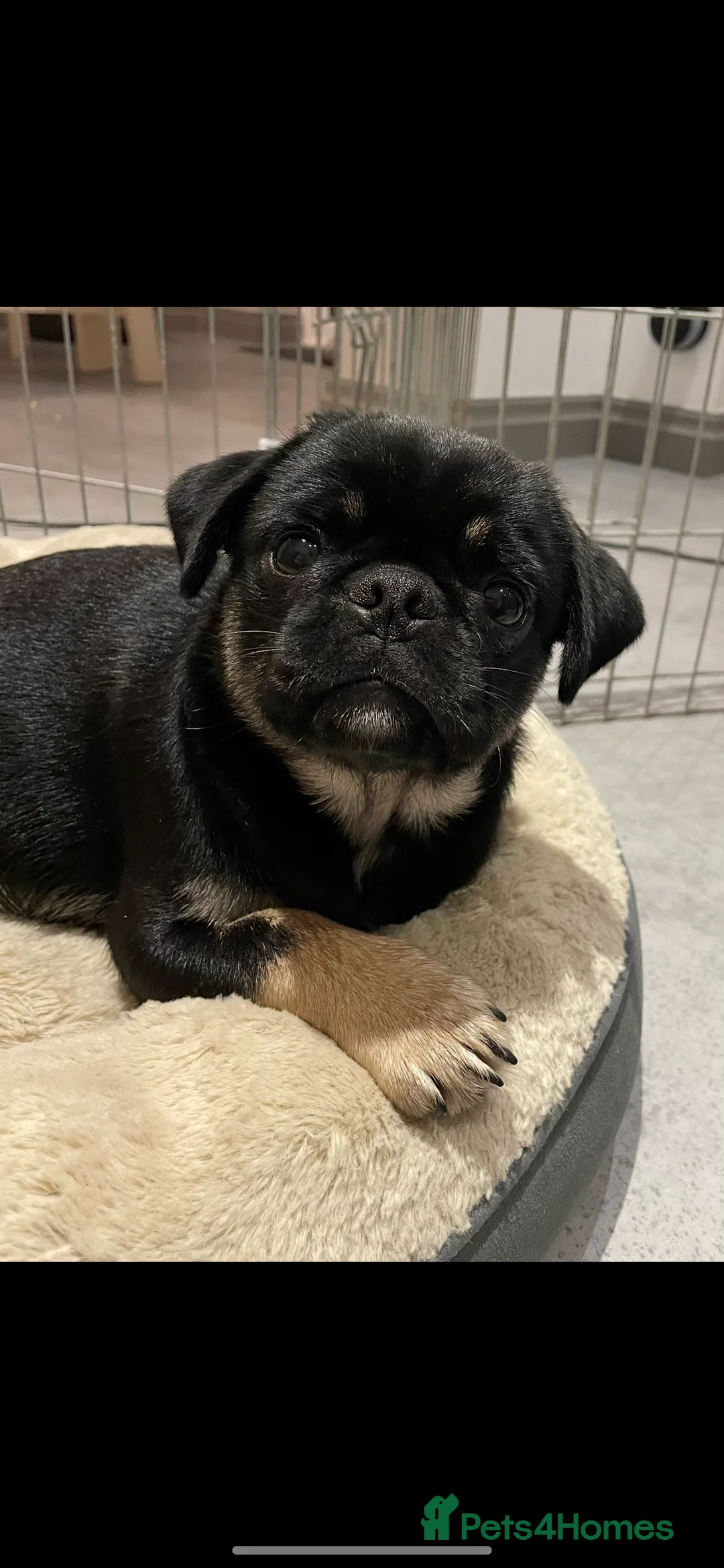 Pug dogs for sale: 4 year old KC registered female pug 🤍Holly🤍 - Advert 2