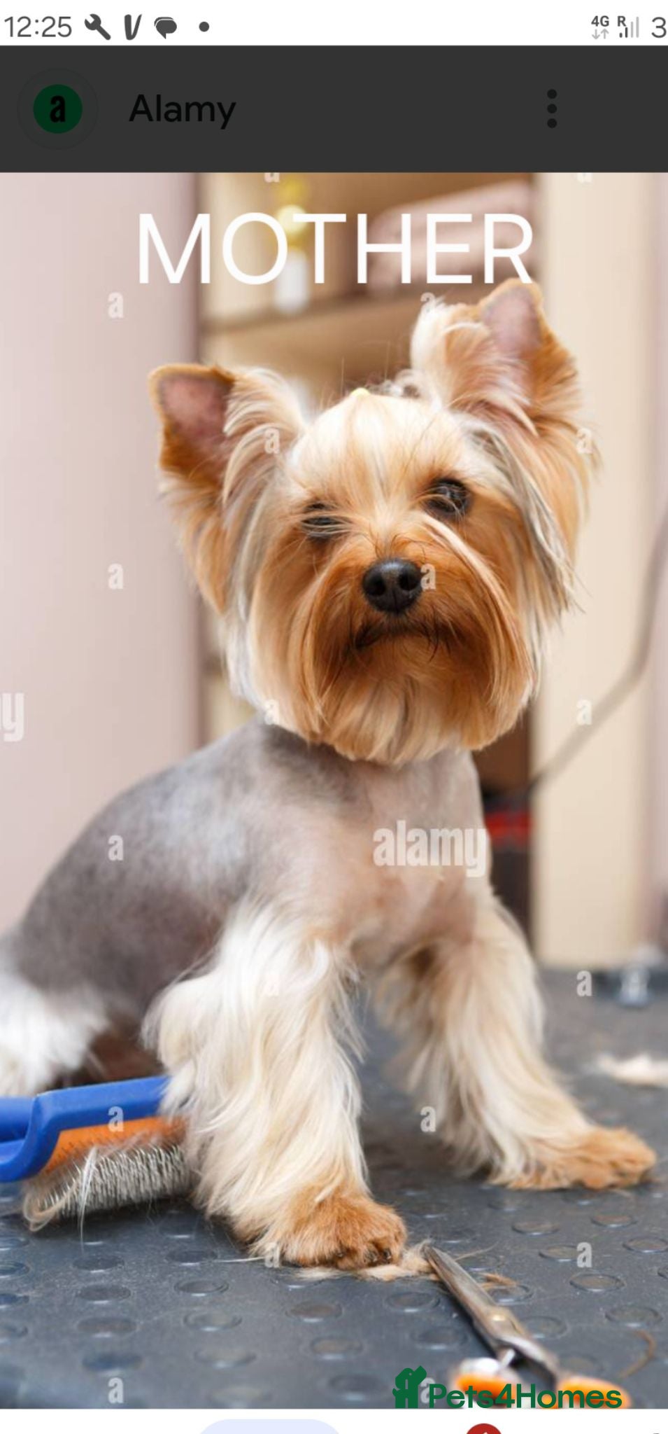 Yorkshire Terrier dogs Bella - Advert 3