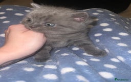 British Shorthair cats for sale: British Shorthair Kittens - Image 15
