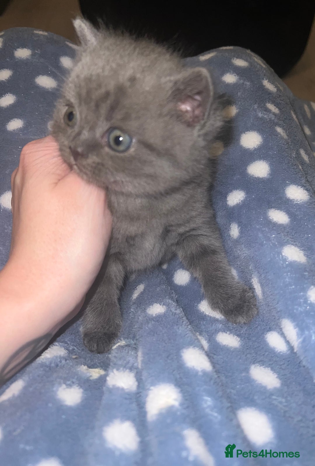 British Shorthair cats for sale: British Shorthair Kittens - Image 15