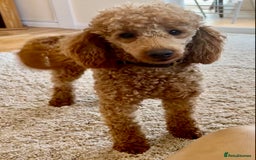 Cockapoo dogs for sale: F1 Miniature Cockapoo puppies  - Image 5