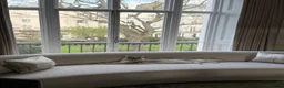 Maine Coon cats for sale: 💗RARE💗Imported lines, exceptional MC kittens😻⭐️ - Advert 16
