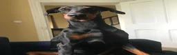 Dobermann dogs for sale: Mr Blue- A truly Free Range Doberman - Advert 22