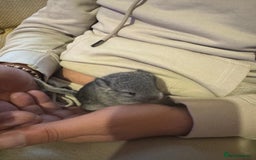 Chinchilla rabbits for sale: Chinchillas  - Image 1