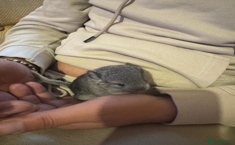 Chinchilla rabbits - Advert 1