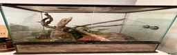 Gecko reptiles for sale: Two Female Crested Geckos + Setup in Widnes - Advert 4