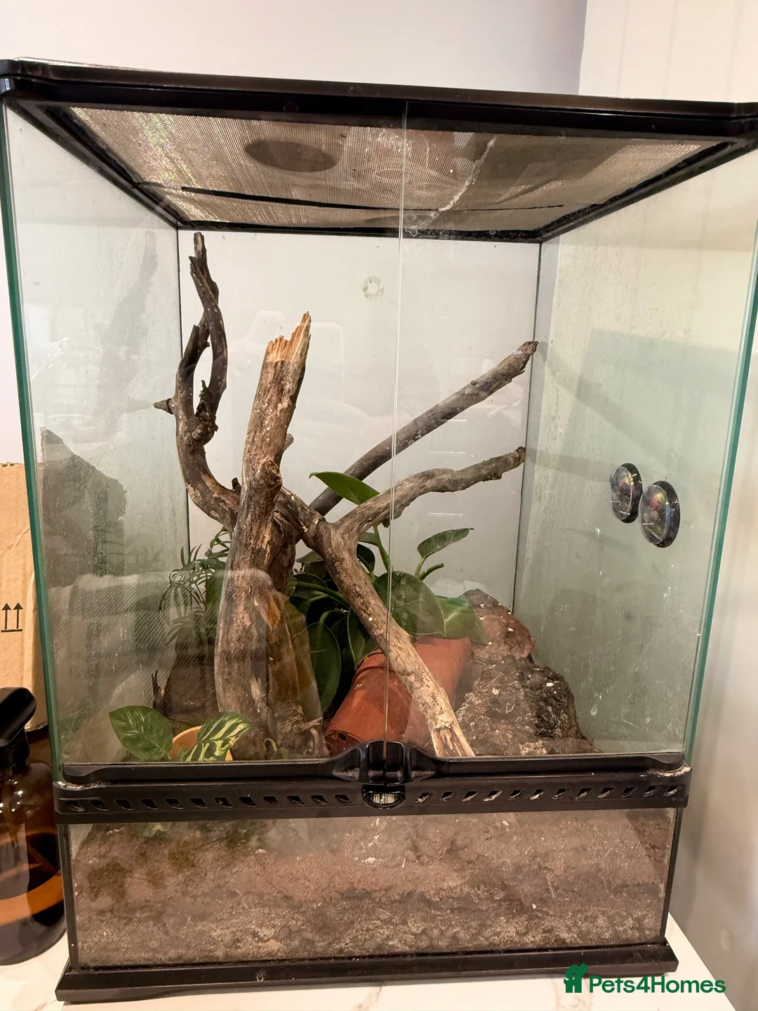 Gecko reptiles for sale: Two Female Crested Geckos + Setup in Widnes - Advert 4
