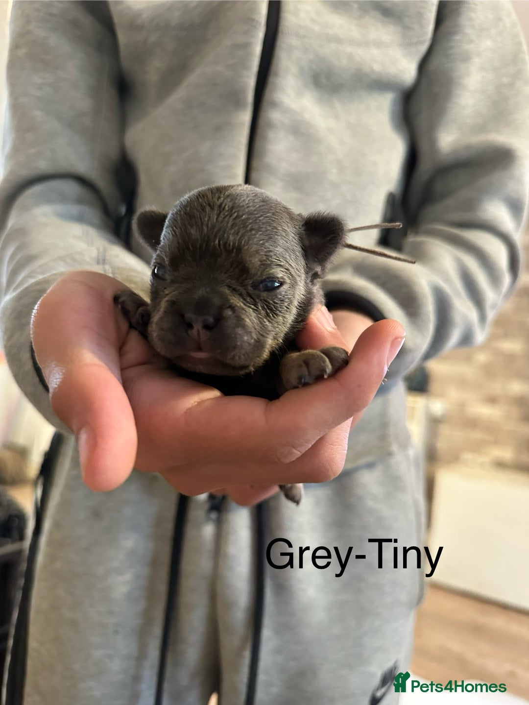 French Bulldog dogs for sale: 5 Beautiful French Bulldog Puppies  - Image 8