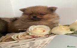 Pomeranian dogs for sale: READY NOW! kc reg STUNNING Pomeranian puppies  - Image 14