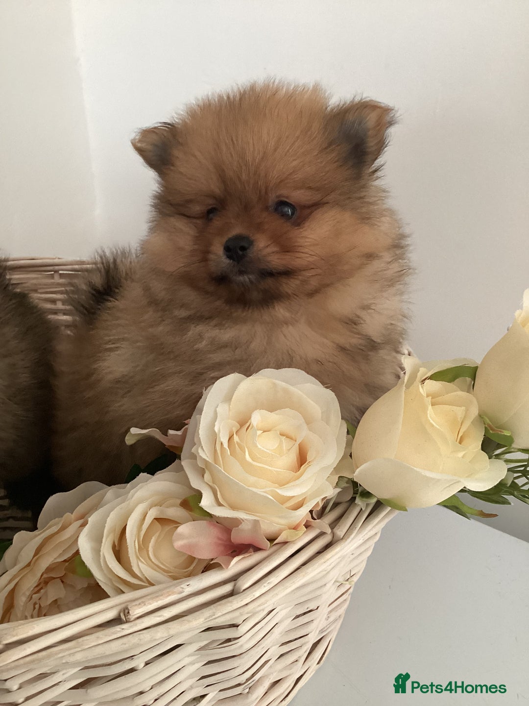 Pomeranian dogs for sale: READY NOW! kc reg STUNNING Pomeranian puppies  - Image 14