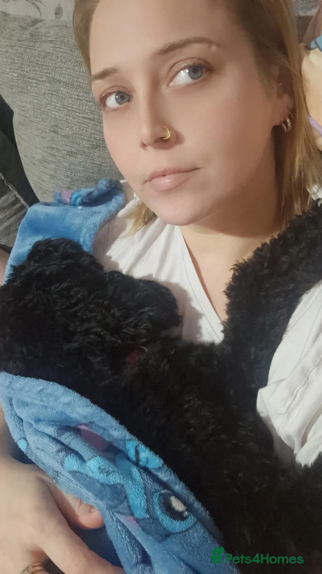 Cockapoo dogs for sale: Toy cockerpoos  - Advert 7