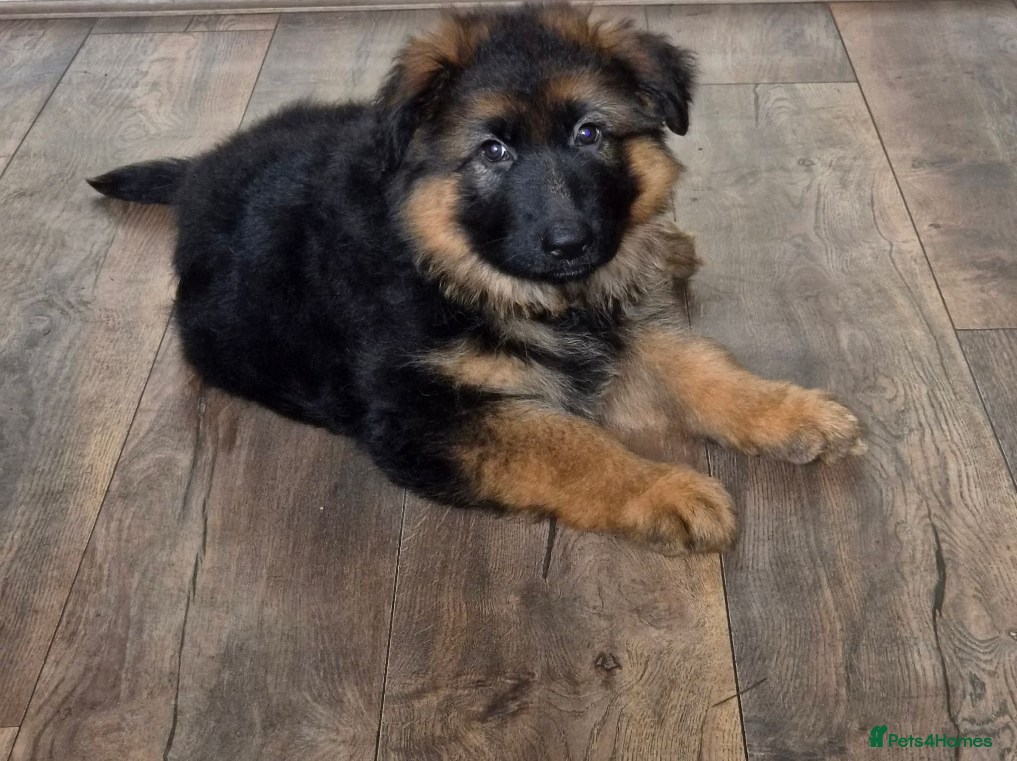 German Shepherd dogs Beautiful German shepherd puppies - Advert 5