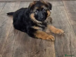 German Shepherd dogs Beautiful German shepherd puppies - Advert 5