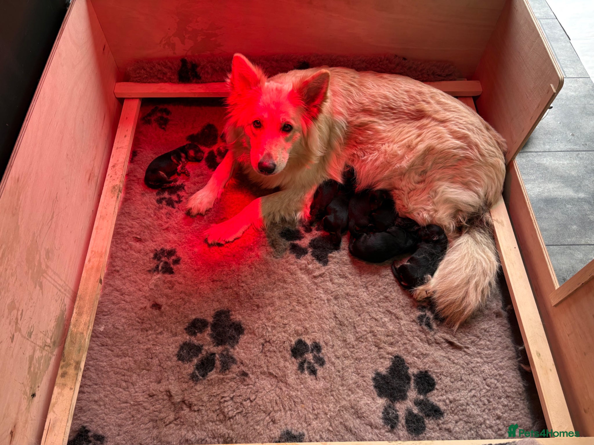 German Shepherd dogs Beautiful white German Shepherd 1st litter - Advert 2