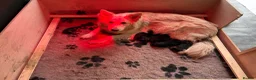 German Shepherd dogs for sale: 7 beautiful pups - Advert 12
