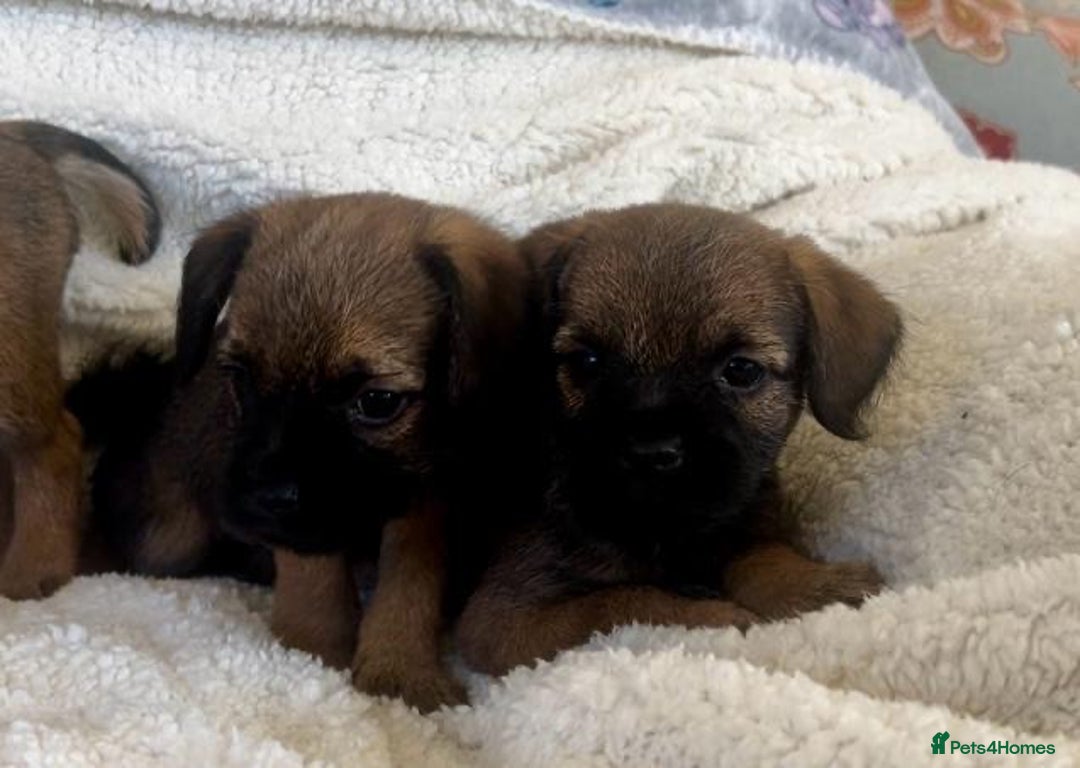 Border Terrier dogs for sale: Border terrier puppies  - Image 5