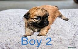 Shih Tzu dogs for sale: Shih Tzu puppies - Image 3