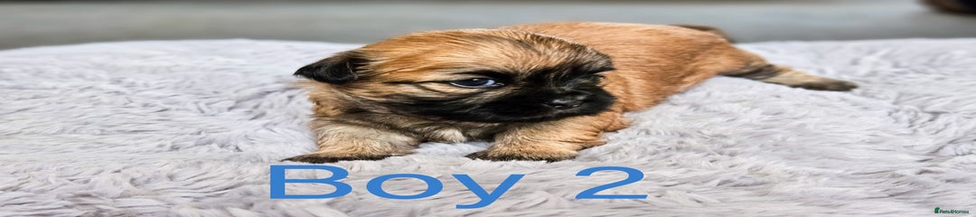 Shih Tzu Puppy 3