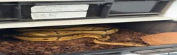 Python Snake reptiles for sale: Royal pythons and cornsnakes with set up - Advert 9
